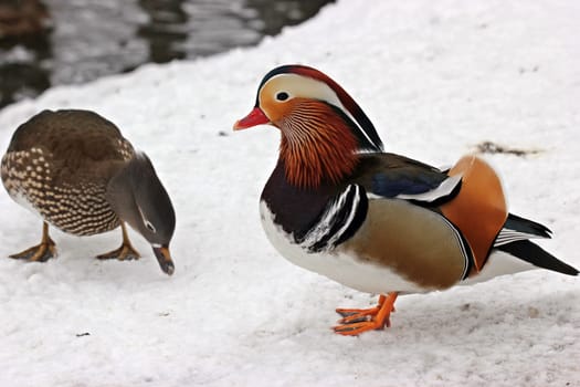 Couple of mandarin ducks in the snow