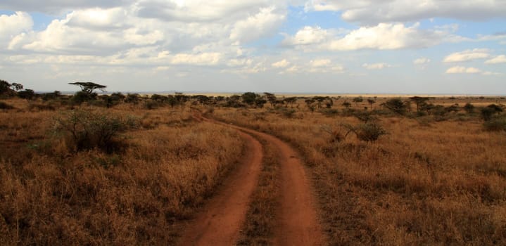 A dirt road path cuts through the Serengeti, Tanzania