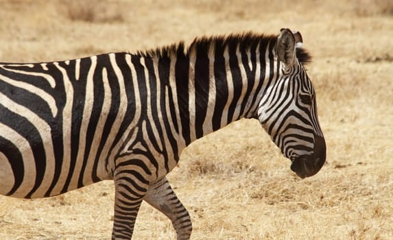 A single zebra walking through the savannah