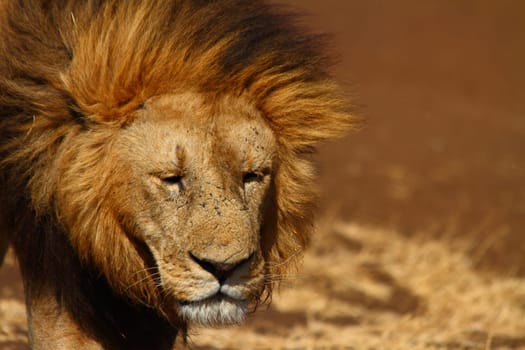A sad expressioned male lion looks toward the camera