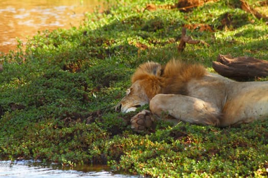 A lazy lion sleeps beside a river