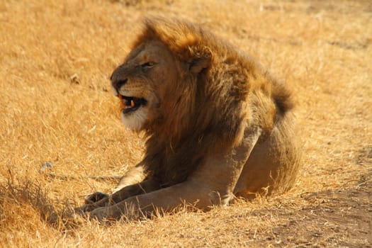 Lion snarling while resting