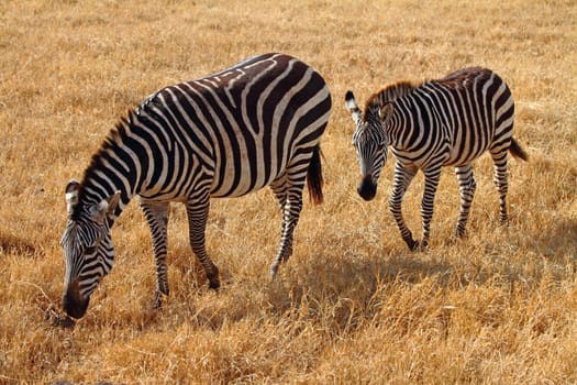 Zebra foal and mother in the Ngorongoro crater