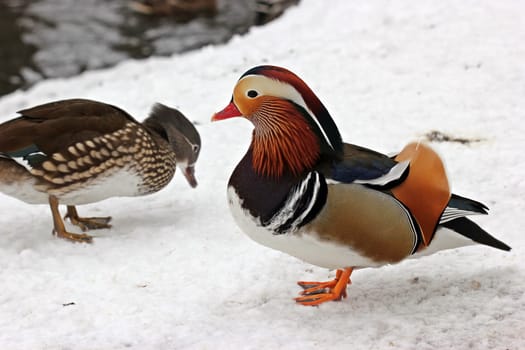 Couple of mandarin ducks in the snow