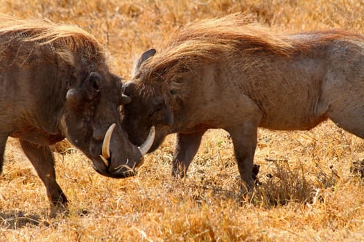 Two warthogs greeting each other on the savannah