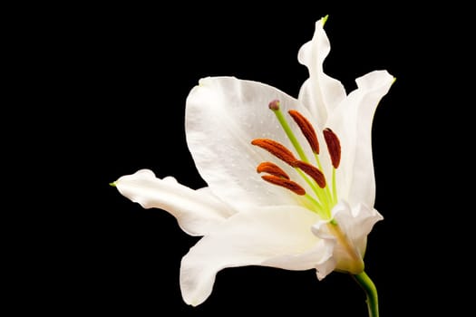 Lily close-up,flower against black background