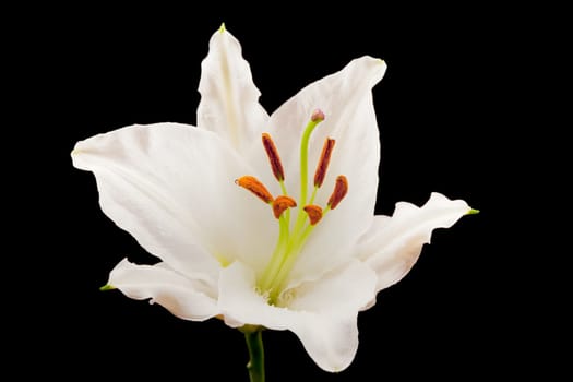 Lily close-up,flower against black background