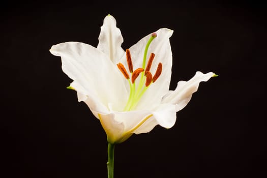 Lily close-up,flower against black background