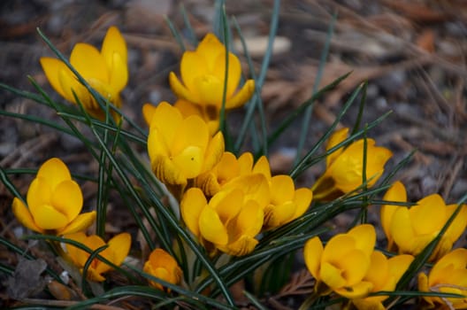 crocuses