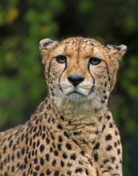 Cheetah