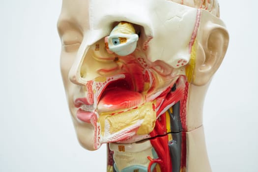 Human body anatomy organ model with mouth, tongue, throat and eye in head for study education medical course.