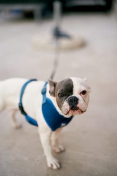 French bulldog puppy tied with a blue harness with a belt to a post. High quality photo