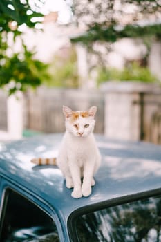 White-red cat with a sore eye sits on the roof of the car. High quality photo