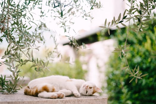 White-red cat is resting on a stone pillar under green olive branches. High quality photo