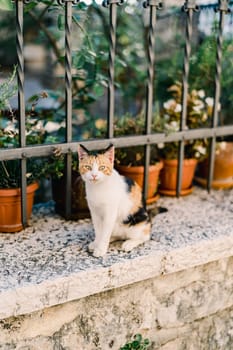 Tricolor cat sits on a garden fence near green flowerpots. High quality photo