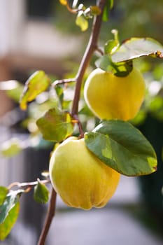 Ripe juicy quince grows on tree branches in a grove. High quality photo