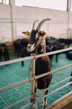 Horned goat stands on its hind legs peeking out from behind a fence in a farm. High quality photo