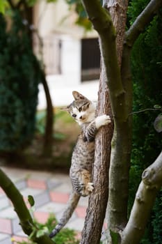 Striped cat sits on a tree trunk in the garden, hugging it with its paws. High quality photo