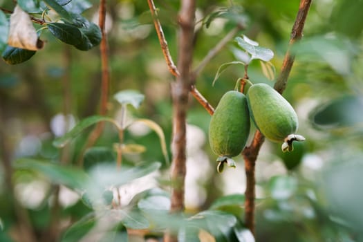 Big feijoa on green tree branches in the garden. High quality photo
