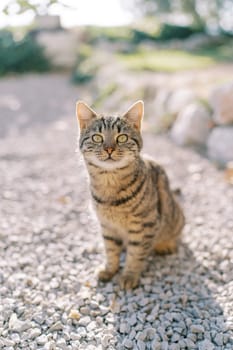 Striped cat sits on pebbles in the park and looks up. High quality photo