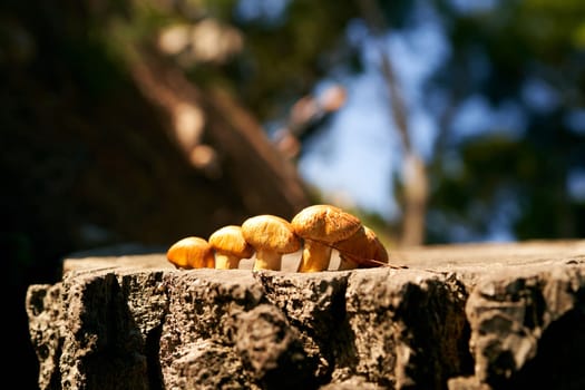 Yellow mushrooms grow on a pine stump in the forest in the sun. High quality photo