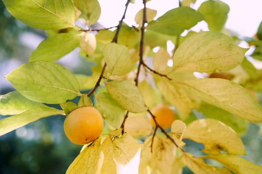 Yellow tree branches in the garden with yellow persimmon fruits. High quality photo