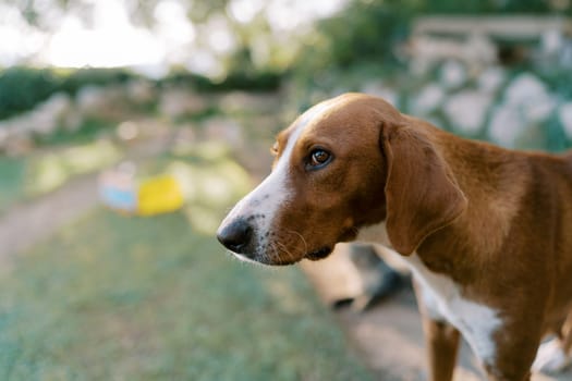Brown dog is standing in the park. Portrait. High quality photo