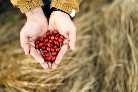 Bunch of red rose hips in male palms against the background of dry grass. Cropped. Faceless. High quality photo
