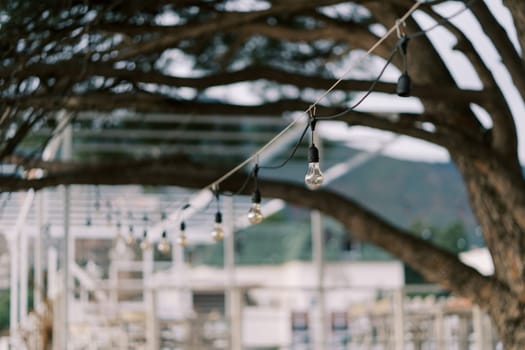 Garland of light bulbs hanging under a tree in the garden. High quality photo