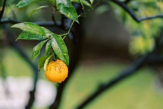 Orange tangerine hanging on a tree branch after rain. High quality photo