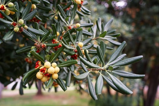 Yellow mock orange fruit on the green branches of a bush in the garden. High quality photo
