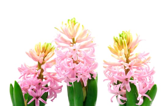 Easter hyacinths