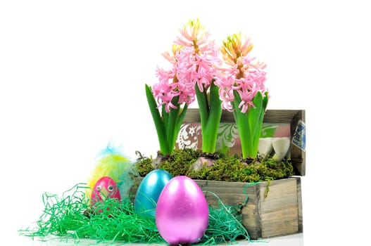 Easter hyacinths