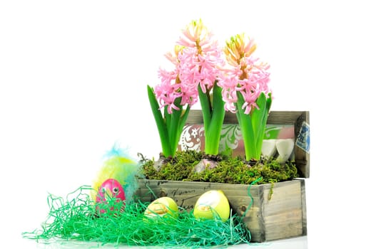 Easter hyacinths