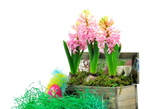 Easter hyacinths