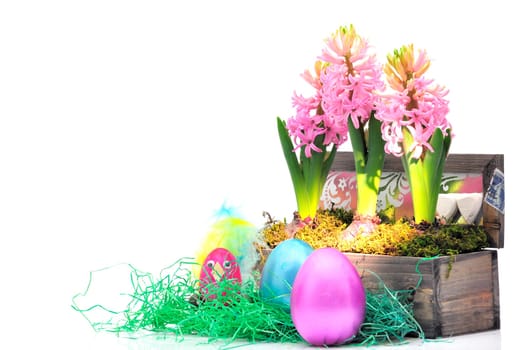 Easter hyacinths
