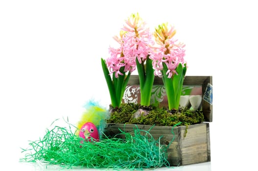 Easter hyacinths