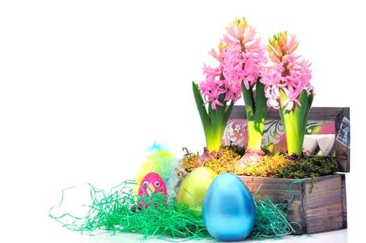 Easter hyacinths