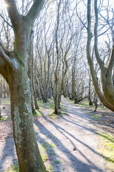 Fairytale Forest