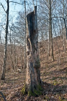 Deadwood