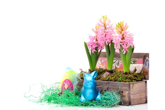 Easter hyacinths