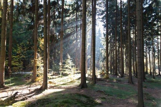 Sun-drenched forest