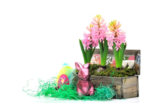 Easter hyacinths