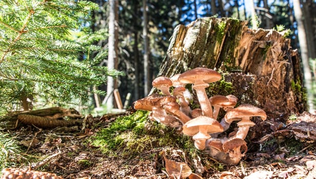 Honey fungus