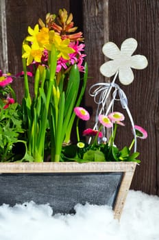 Flowers in spring