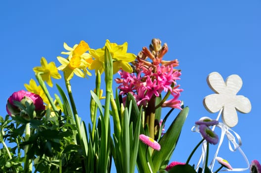 Flowers in spring