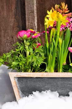 Flowers in spring