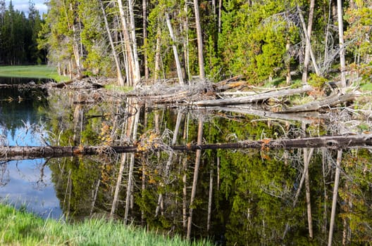 trees at dawn reflected in Yellowstone Lake in Wyoming in the United States of America