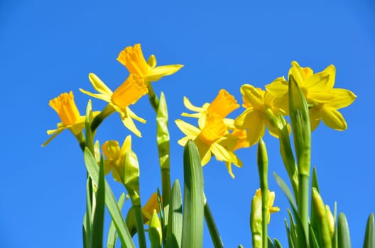 Flowers in spring
