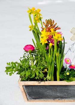 Flowers in spring